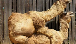 骆驼交配视频,自然繁衍的震撼瞬间